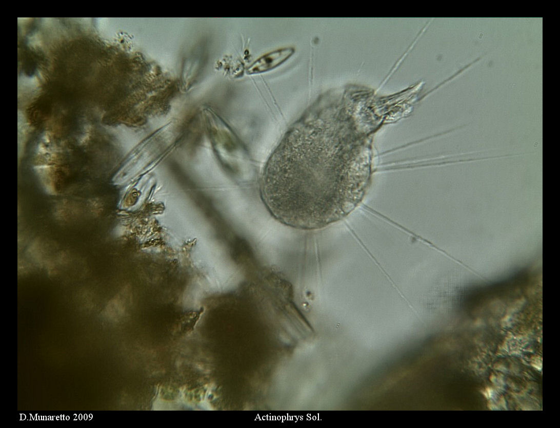 Actinophrys VS Rotifero...